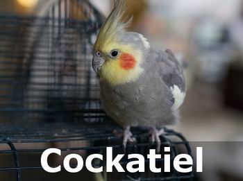 cockatiel birds as pets