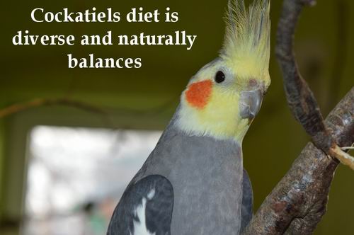 best nutrition for cockatiels