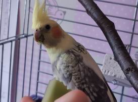 are cockatiels good for beginners