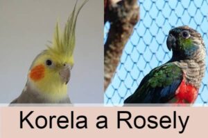 korela a rosely